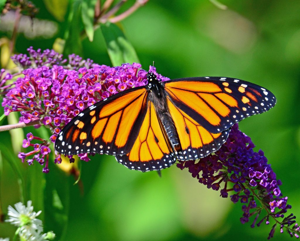 la mejor técnica natural